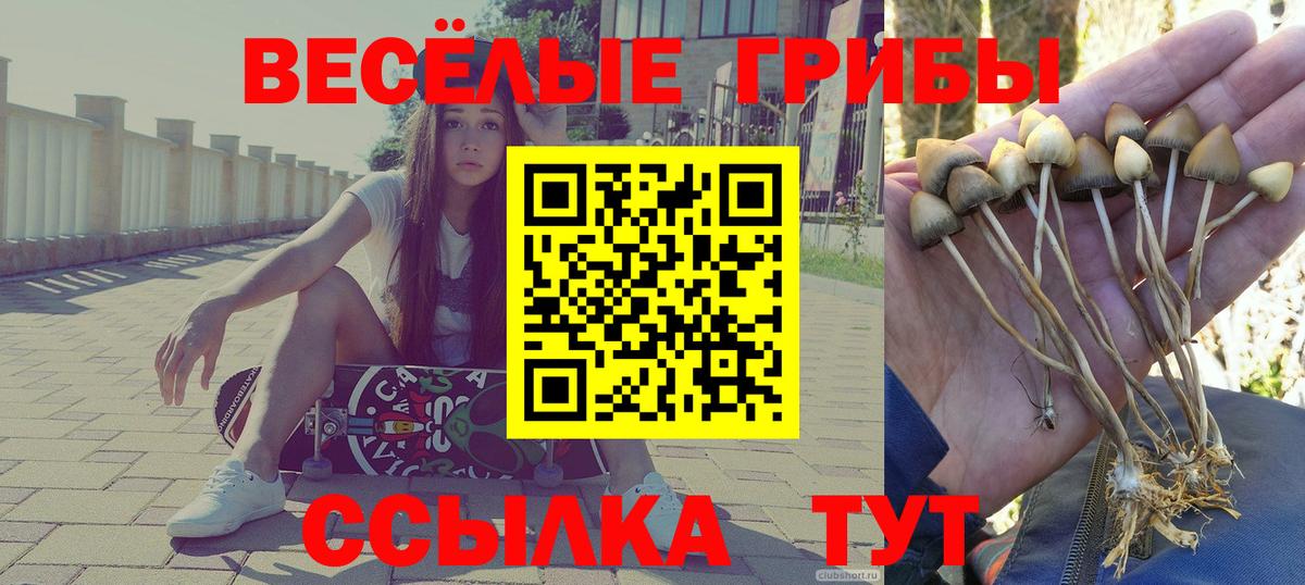 Свободный  Галлюциногенные грибы Cubensis  Псилоцибиновые грибы Psilocybe  Вход с VPN 